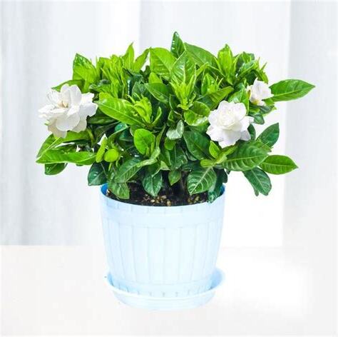梔子花 室內